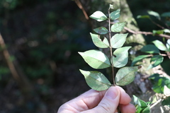 Backhousia myrtifolia