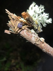 Prophysaon coeruleum