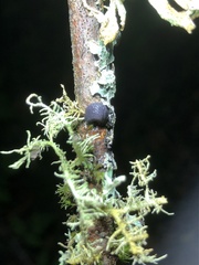 Prophysaon coeruleum