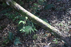 Backhousia myrtifolia