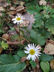 Tripleurospermum inodorum