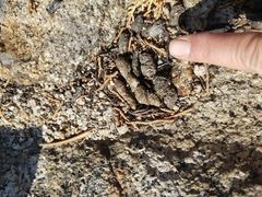 Marmota flaviventris