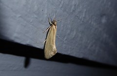 Tingena chloradelpha