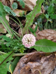 Trifolium hybridum