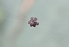 Thelacantha