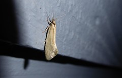 Tingena chloradelpha