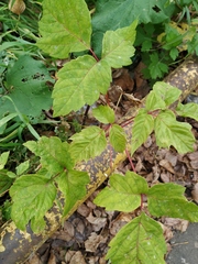 Acer negundo