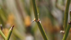 Ephedra californica