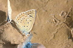 Polyommatus magnificus
