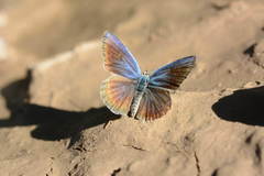 Polyommatus magnificus