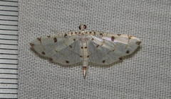 Pycnarmon cribrata