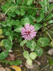Trifolium pratense