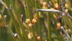 Ephedra californica