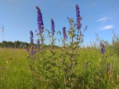 Delphinium retropilosum