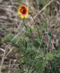 Gaillardia coahuilensis