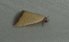 Phytometra subflavalis