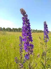 Delphinium retropilosum