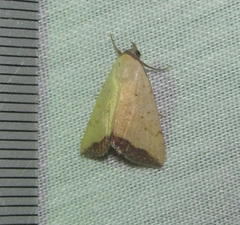 Phytometra subflavalis