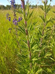 Delphinium retropilosum