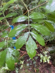 Sambucus racemosa