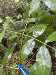Sambucus racemosa