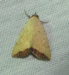 Phytometra subflavalis