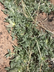 Trifolium andersonii