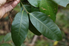 Cryptocarya glaucescens