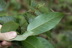 Cryptocarya glaucescens