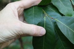 Cryptocarya glaucescens