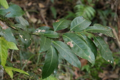 Cryptocarya glaucescens