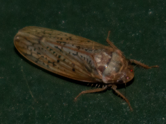 Ponana rubida