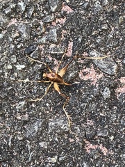 Atachycines apicalis apicalis