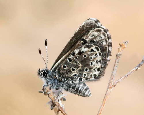 Praephilotes anthracias