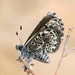 Praephilotes anthracias - Photo 由 Pavel Gorbunov 所上傳的 (c) Pavel Gorbunov，保留部份權利CC BY-NC