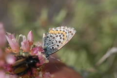 Pseudophilotes bavius