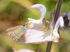 Satyrium acaudata