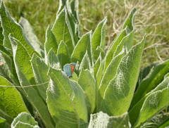 Tomares fedtschenkoi