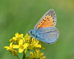 Tomares fedtschenkoi