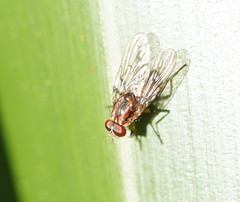 Helinomydaea fuscoflava