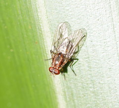 Helinomydaea fuscoflava