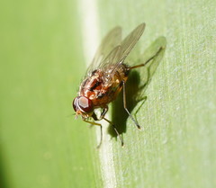 Helinomydaea fuscoflava