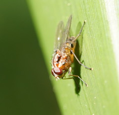 Helinomydaea fuscoflava