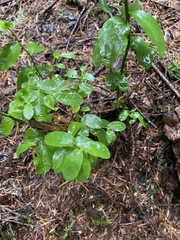 Vaccinium parvifolium