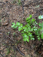 Vaccinium parvifolium