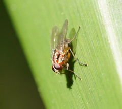 Helinomydaea fuscoflava