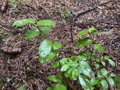 Vaccinium parvifolium
