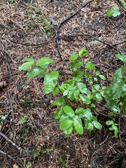 Vaccinium parvifolium