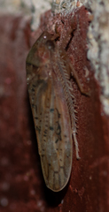 Ponana rubida