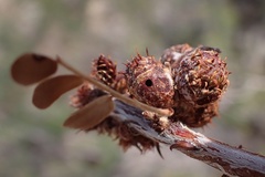 Tanaostigmodes howardii
